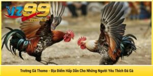 Trường Gà Thomo - Địa Điểm Hấp Dẫn Cho Những Người Yêu Thích Đá Gà