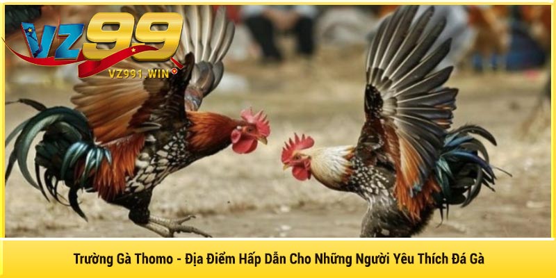 Trường Gà Thomo - Địa Điểm Hấp Dẫn Cho Những Người Yêu Thích Đá Gà